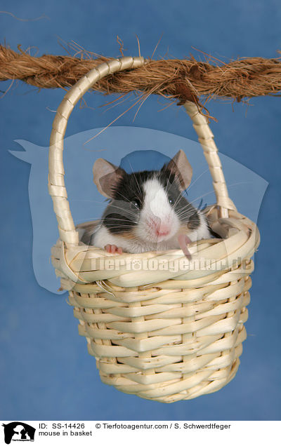 Farbmaus in Krbchen / mouse in basket / SS-14426