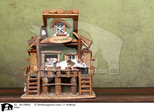 mice / JH-19692