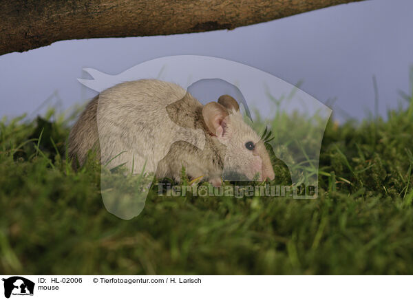 Farbmaus / mouse / HL-02006