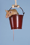 mouse in the bucket