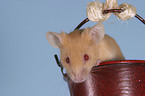 mouse in the bucket