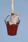 mouse in the bucket