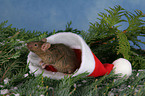 mouse at christmas