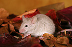 mouse in autumn leaves