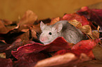 mouse in autumn leaves