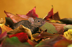 mouse in autumn leaves