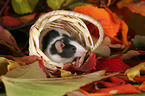 mouse in basket