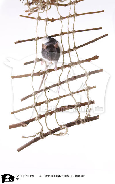 Farbratte / rat / RR-41506