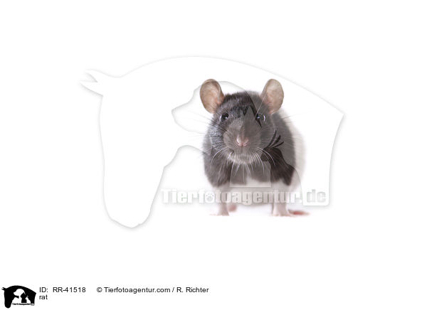 Farbratte / rat / RR-41518