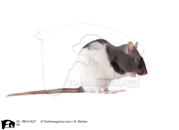 Farbratte / rat / RR-41527