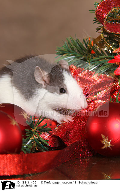 rat at christmas / SS-31455