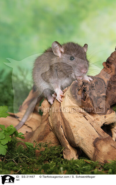Farbratte / rat / SS-31467
