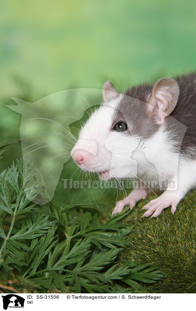 Farbratte / rat / SS-31506