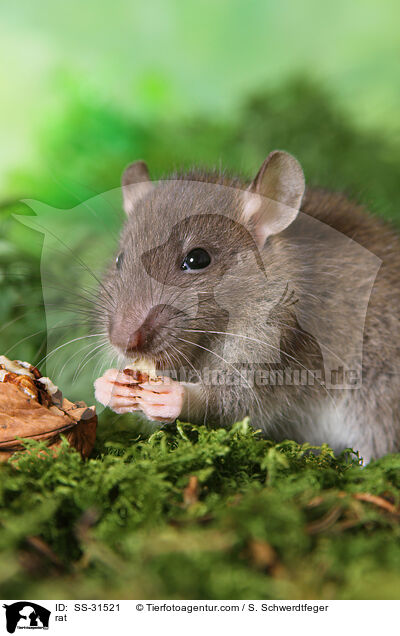 Farbratte / rat / SS-31521