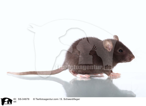 Farbratte / rat / SS-34878