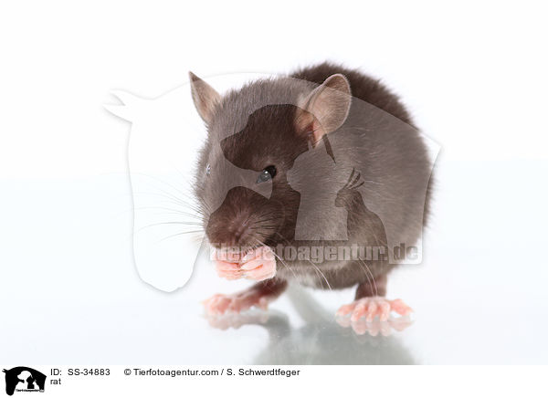 Farbratte / rat / SS-34883