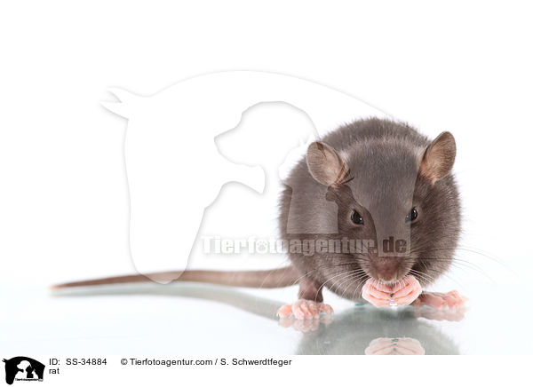 Farbratte / rat / SS-34884