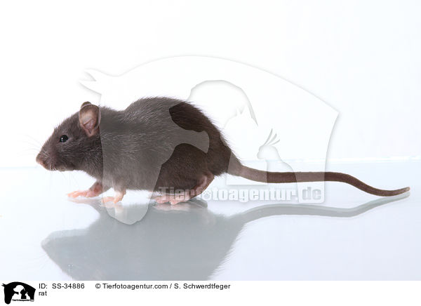 Farbratte / rat / SS-34886