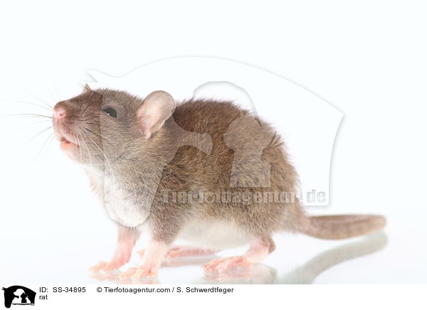 Farbratte / rat / SS-34895