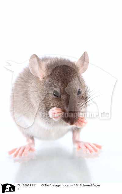 Farbratte / rat / SS-34911