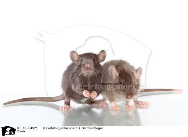2 Farbratten / 2 rats / SS-34921
