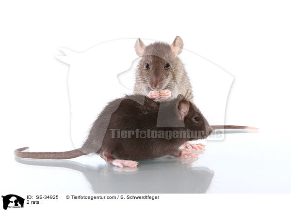 2 Farbratten / 2 rats / SS-34925