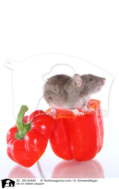 Farbratte auf Paprika / rat on sweet pepper / SS-34944