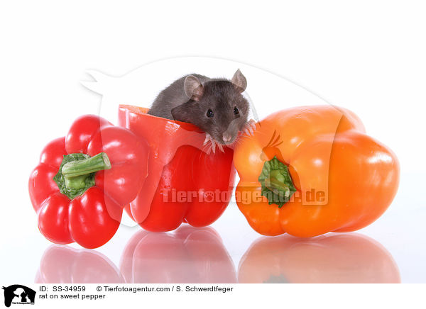 Farbratte auf Paprika / rat on sweet pepper / SS-34959