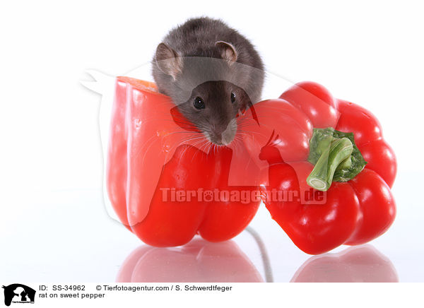 rat on sweet pepper / SS-34962
