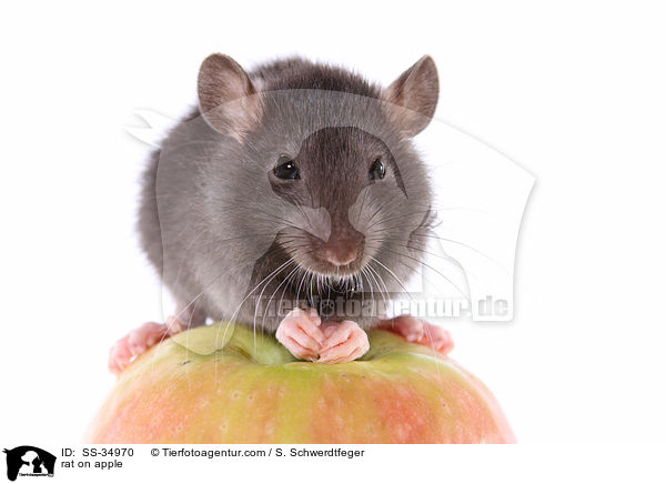 Farbratte auf Apfel / rat on apple / SS-34970