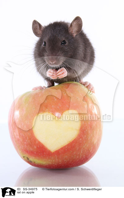rat on apple / SS-34975