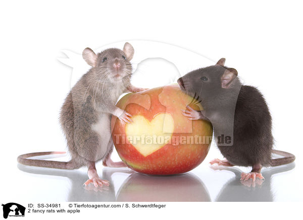 2 fancy rats with apple / SS-34981