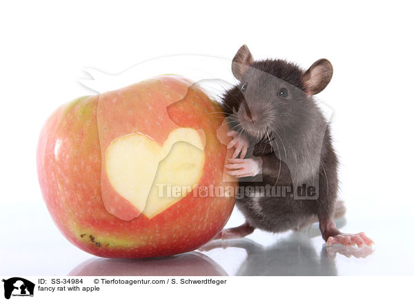 fancy rat with apple / SS-34984