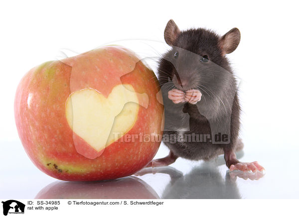Farbratte mit Apfel / rat with apple / SS-34985