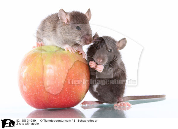 2 rats with apple / SS-34989