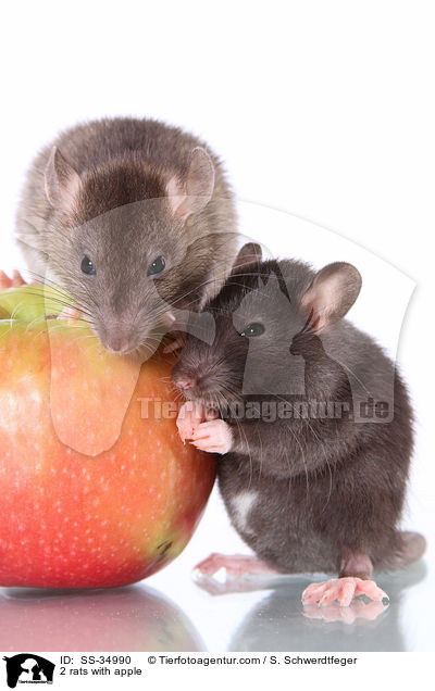 2 Farbratten mit Apfel / 2 rats with apple / SS-34990