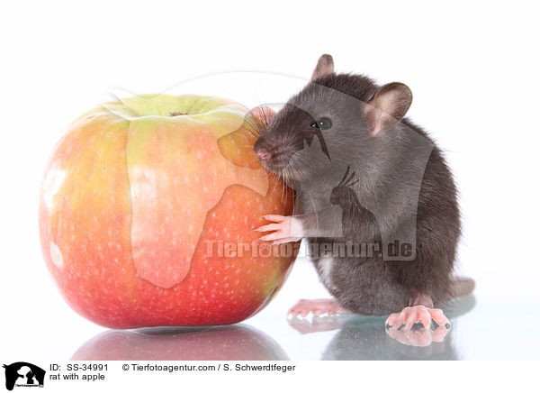 Farbratte mit Apfel / rat with apple / SS-34991