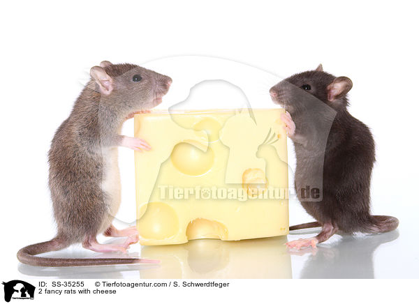2 Farbratten mit Kse / 2 fancy rats with cheese / SS-35255