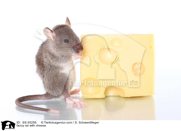 Farbratte mit Kse / fancy rat with cheese / SS-35256