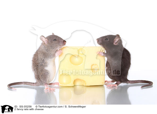 2 fancy rats with cheese / SS-35258