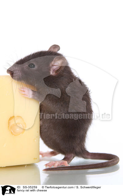 Farbratte mit Kse / fancy rat with cheese / SS-35259
