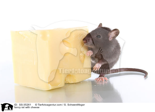 Farbratte mit Kse / fancy rat with cheese / SS-35261