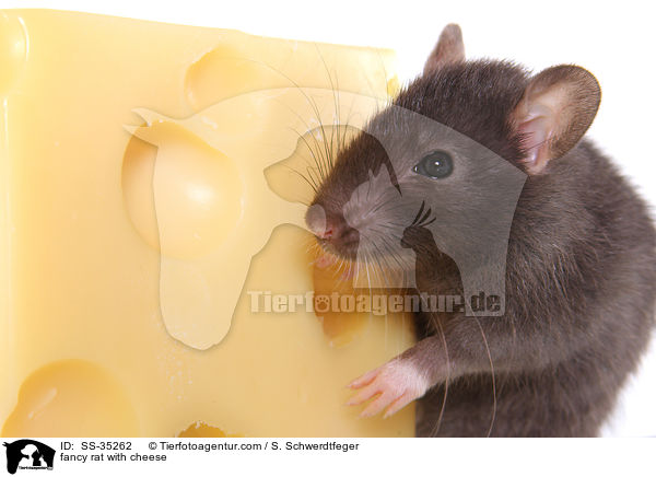 Farbratte mit Kse / fancy rat with cheese / SS-35262