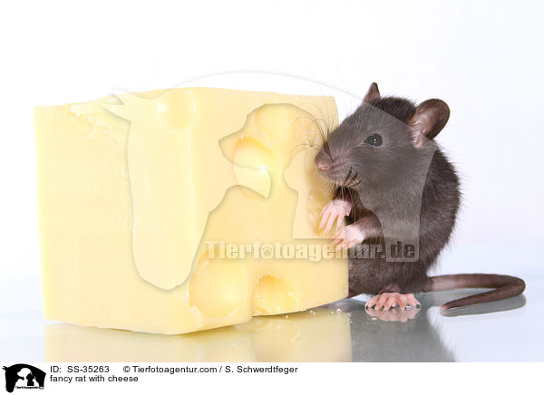 Farbratte mit Kse / fancy rat with cheese / SS-35263