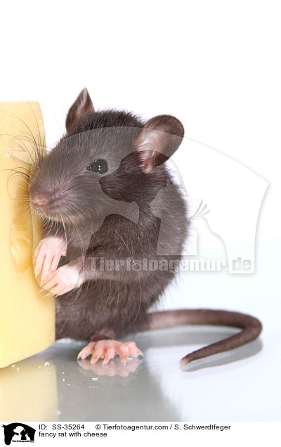 Farbratte mit Kse / fancy rat with cheese / SS-35264