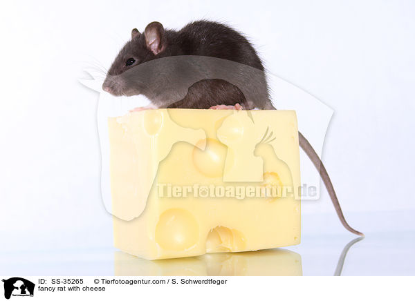 Farbratte mit Kse / fancy rat with cheese / SS-35265
