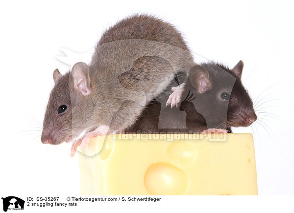 2 kuschelnde Farbratten / 2 snuggling fancy rats / SS-35267