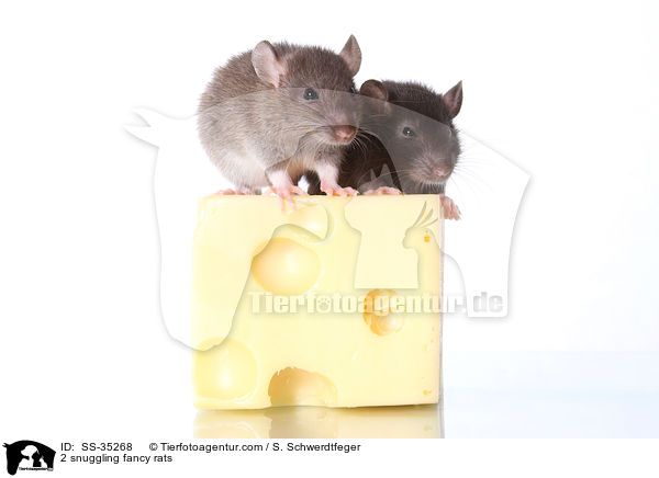 2 kuschelnde Farbratten / 2 snuggling fancy rats / SS-35268