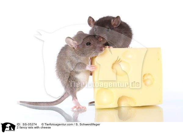 2 Farbratten mit Kse / 2 fancy rats with cheese / SS-35274