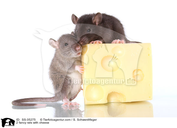 2 Farbratten mit Kse / 2 fancy rats with cheese / SS-35275